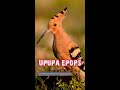 УДОД  - птичка 🇪🇬 Upupa epops #shorts