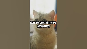 Why Do Cats Meow? The Secret Language of Cats! #shorts