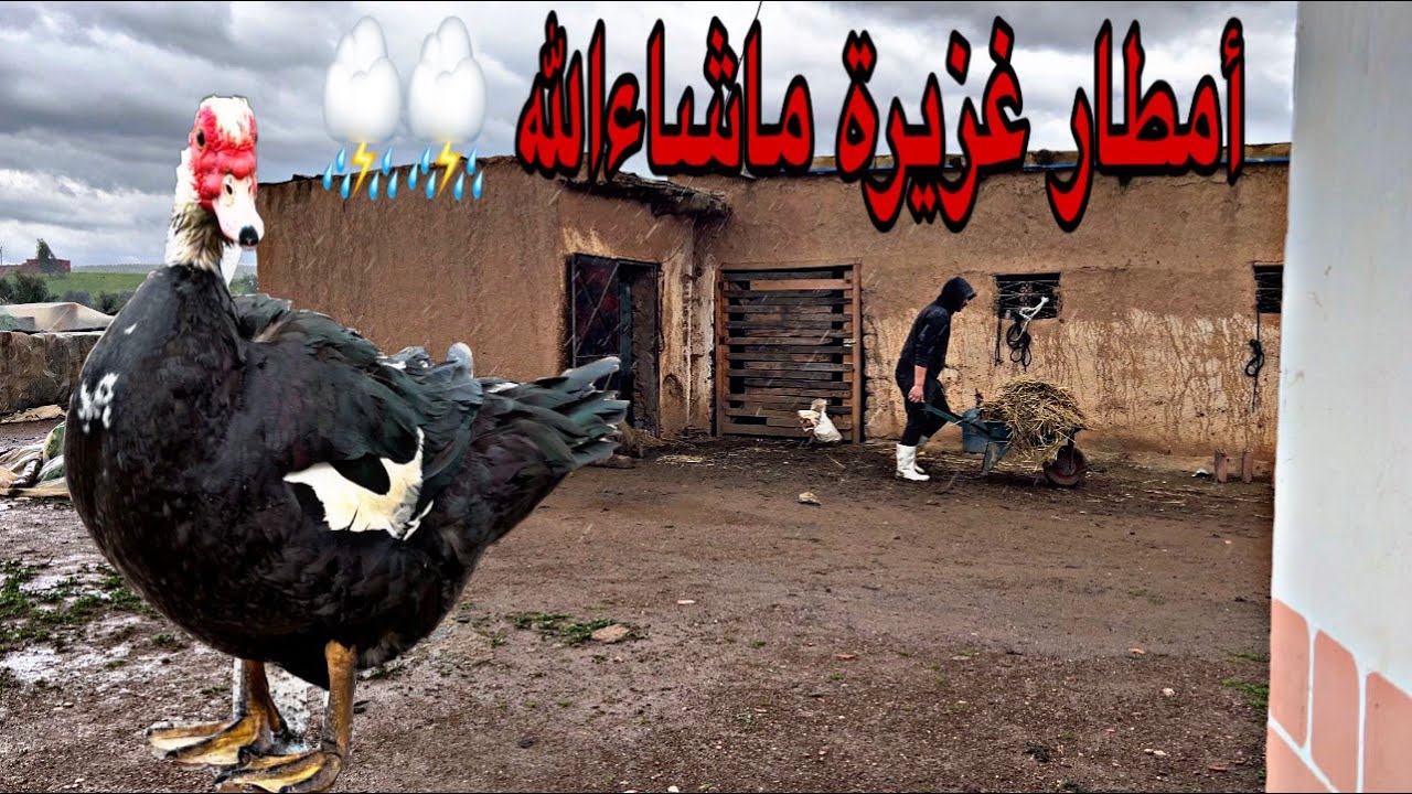 أمطار الخير ماشاءالله اجواء العمل في البادية شنو درت اليوم في المزرعة