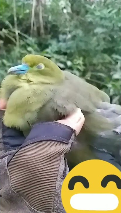 berburu punai siul/punai jawa/walik siul/walik hijau/punai daun