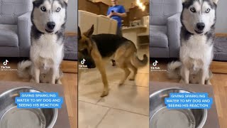 Give Your Dog Sparkling Water And See How They React Latest Tik Tok Compilation