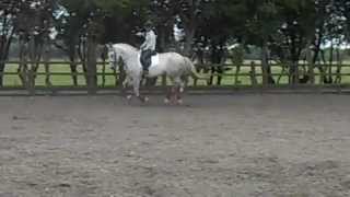 ABBEY: REG CLASS 1 IRISH DRAUGHT MARE. www.fec-me.com