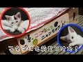 子ネコに名前をつけた！　2016.7.31