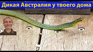 Природа Австралии. 12 минут прелести. (видео 151) Природа Австралии. 12 минут прелести. (видео 151)