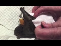 Baby bat drops her pacifier and panics:  this is Miss Rosebud