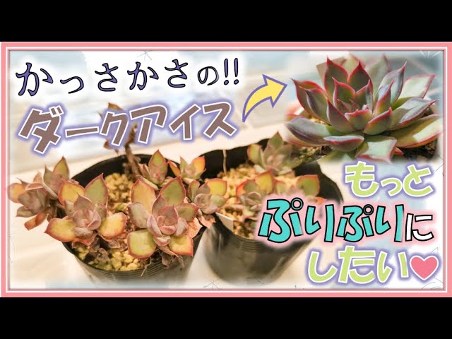 多肉作業】ダークアイスを植え替えてぷりぷりにしたい！ - YouTube