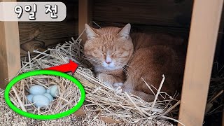 My cats embrace real eggs "uninterested mother chickens and egg-protecting cats"