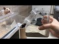 [最新] ジャンガリアンハムスター ハムスター 用品 100 均 224397