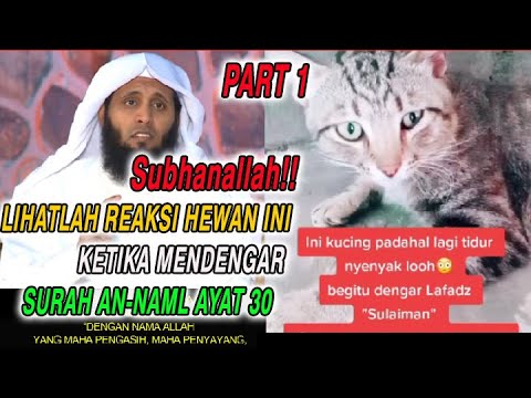 Nama kucing nabi sulaiman