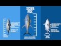 Perbedaan Ikan Tongkol, Tuna dan Cakalang