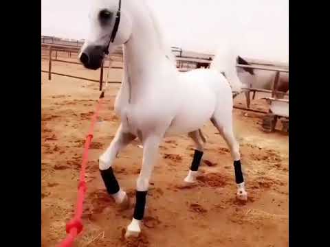 خيل ابيض