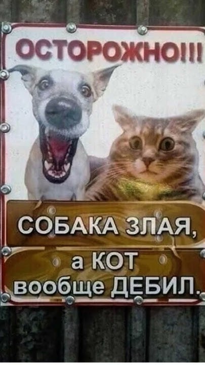Собака злая а кот вообще дебил - YouTube