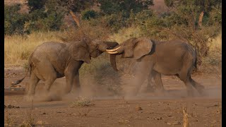 Elephant fight in Kruger National Park