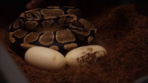 Egg pulling.  Possible Firefly yellow belly het. axanthic!!