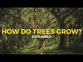 How trees grow  eco facts  one tree planted