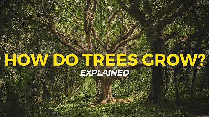 How Trees Grow | Eco Facts | One Tree Planted - DayDayNews