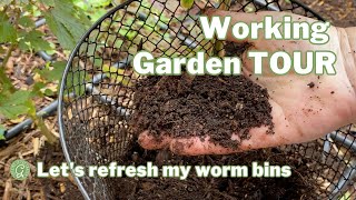 Side Yard Garden Working Tour, Planting, Worm Bin and Bed Prep for the New Season