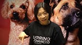 動物病院口コミ アンチノールの使用感 ミズノ動物クリニック Youtube