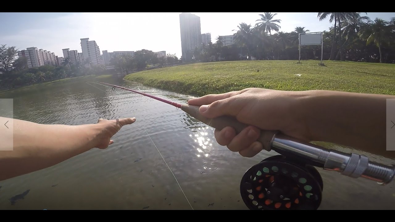 Fly Fishing in Singapore, Coho tackle shop, OFO Facepalmfishing Vlog 5 YouTube