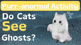 Purranormal Activity: Do Cats See Ghosts?