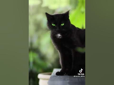 қара мысық - YouTube
