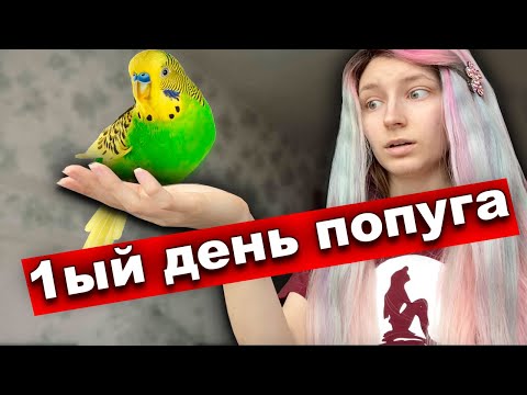 Video: Hoe Een Papegaaienkooi Uit Te Rusten?