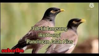 Masteran jalak nias , suara pancingan jalak nias // 3 detik di jamin burung anda ikut bunyi