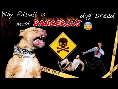 American Pitbull Terrier Most Dangerous Dog Breed in The World ||🔥🔥🔥