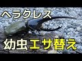 【クワガタ カブトムシ生活】 ヘラクレス幼虫 エサ替え 拡大画像あり 閲覧注意