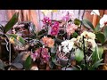 Обзор моих Цветущих Орхидей на Сегодня | 2.08.2020
