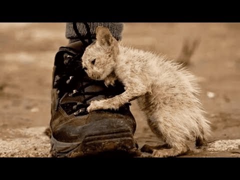 Video: Kat Eet Niet? Misschien Ruikt Of Smaakt Uw Huisdiervoer Slecht?