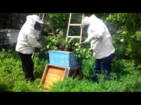 ფიტკრის ნაყარის ჩასმა სკაში