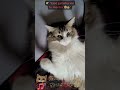 Esse gatinho vai te morder #catsoftiktok #lamordidita #rickymartin #gatos #gatitos #shortsbrasil