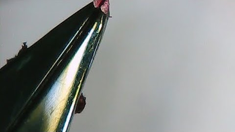 Finest needlepoint yet!