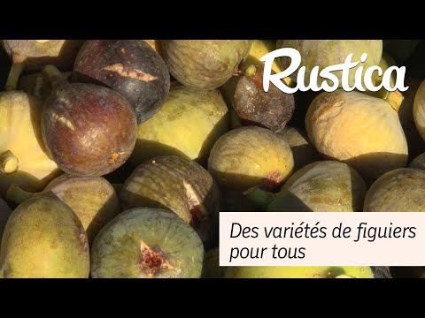 Vidéo: Variétés de figuiers - Combien de types de figuiers existe-t-il