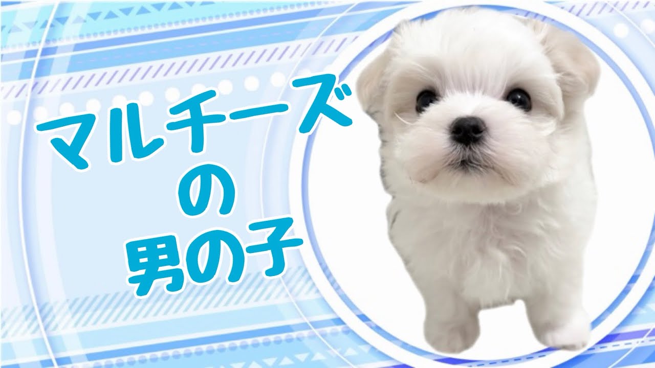 マルチーズの子犬 （和歌山） - YouTube