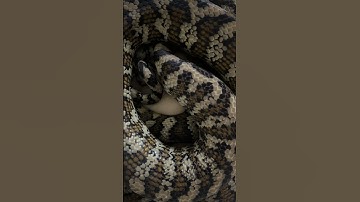 Carpet python laying eggs.. #carpetpython #reptiles #breedingsnakes #python #likesharesubscribe