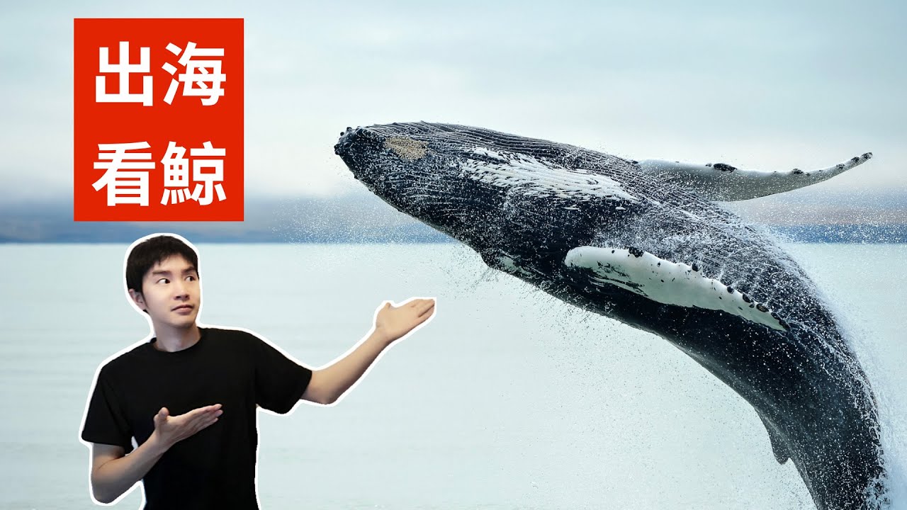 加拿大网红看鲸船，真的像网上一样近距离看到跃起的鲸鱼么？|维多利亚