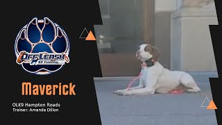 From Pup to Polite! (Brittany Spaniel Training Success Story) by Team JW Enterprises 15 views 7 days ago 3 minutes, 38 seconds
