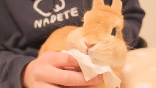大嫌いな薬のあとに勢い余って指まで噛んでしまったウサギがこちら【No.641】