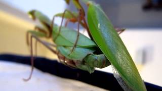 Giant Rainforest Mantis (Hierodula majuscula) mating - SEXY VIEW!