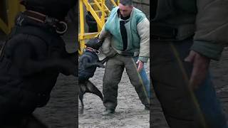 🥇Powerful attack of a black PITBULL. Dog training. GUARD Odessa Ukraine