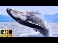 4K Video Ultra || Animals of Sea || Ocean 4K - Amazing Ocean Life with Beautiful Relaxing Music