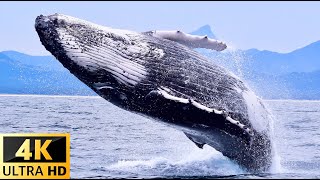 4K Video Ultra || Animals of Sea || Ocean 4K - Amazing Ocean Life with Beautiful Relaxing Music