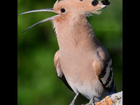 HooPoe Bird Singing