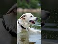 “Cutest Dog Reactions Ever Caught on Camera”#DogReactions #CuteAnimals #DogFun