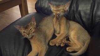 Abyssinian Kittens