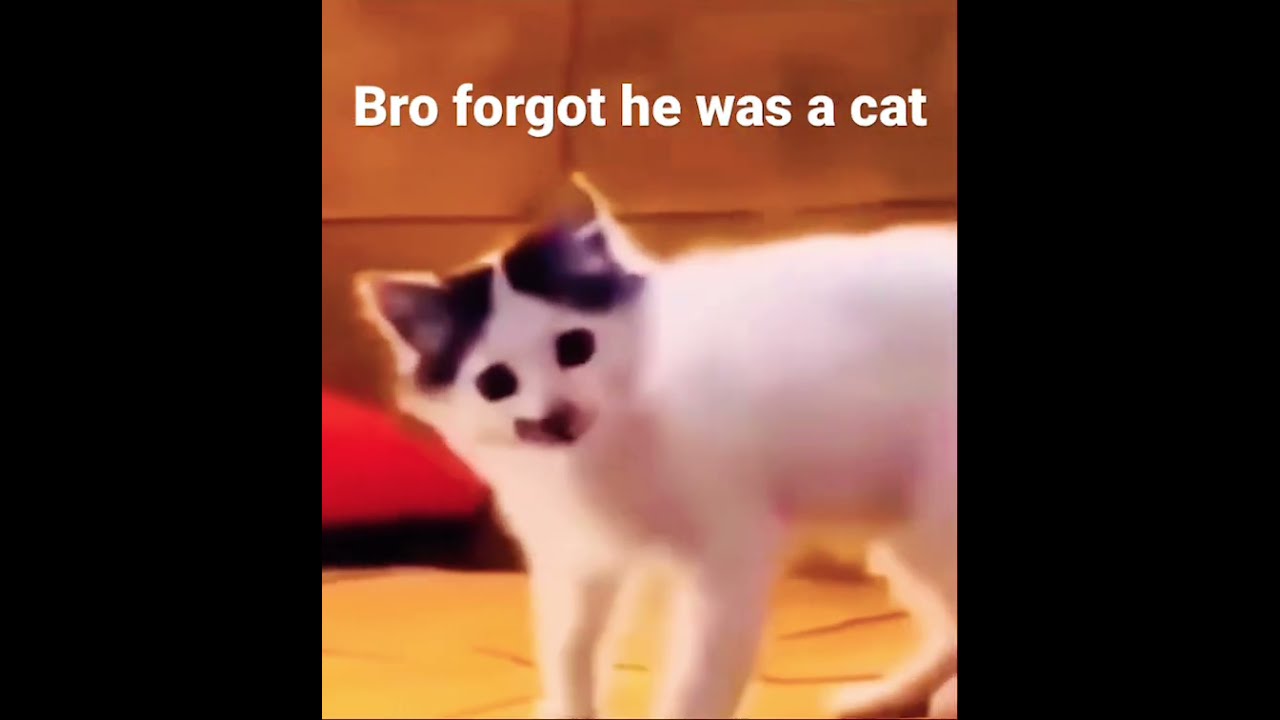 Bro Forgot He Was A Cat 