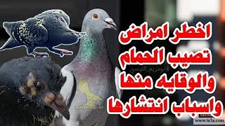 الوقاية من جميع امراض الحمام الفيروسيه والبكتيريه