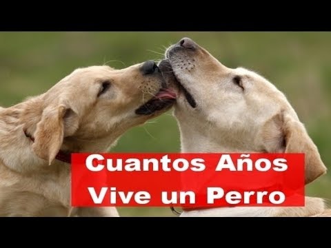 Vídeo: ¿Cuánto Viven Los Perros?